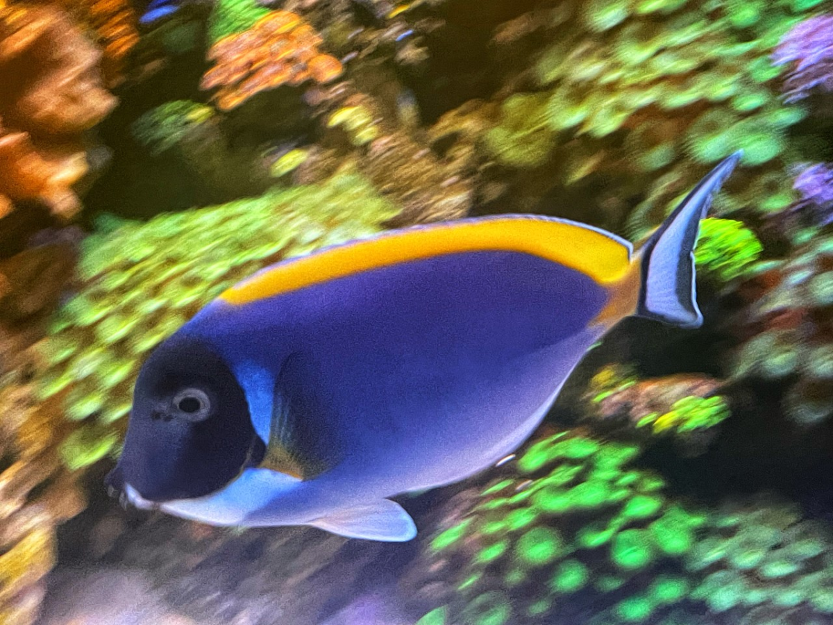 What Tangs, Foxfaces too, in your reef? Notice: Tang police not allow ...