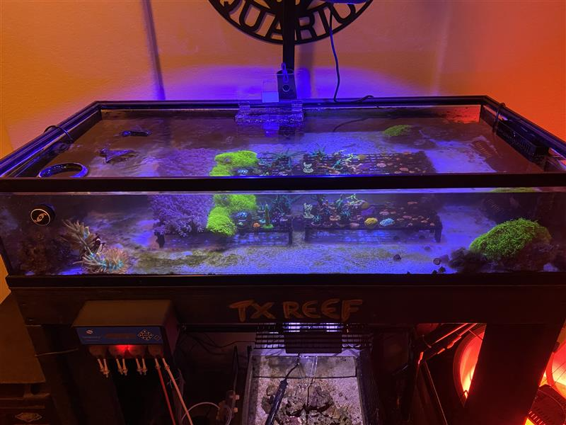 Display refugiums: why I built one, and maybe you should too | Reef2Reef