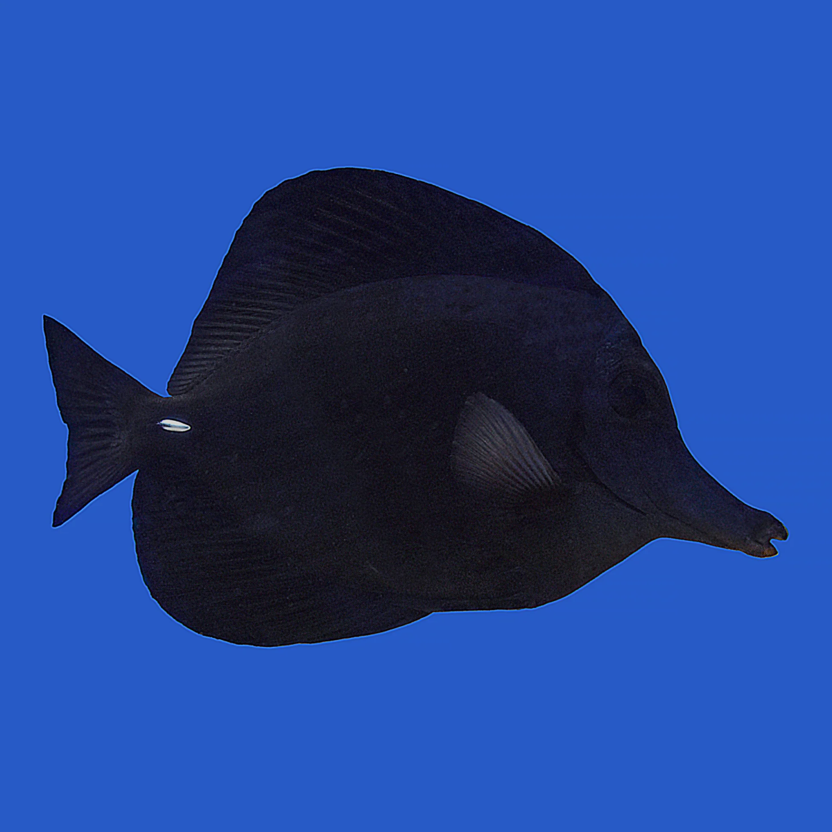 1751361055733.png