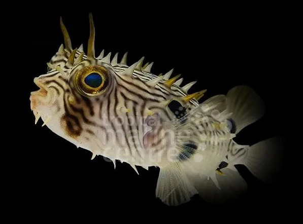What’s a fish you can’t say no to at a store? | Reef2Reef