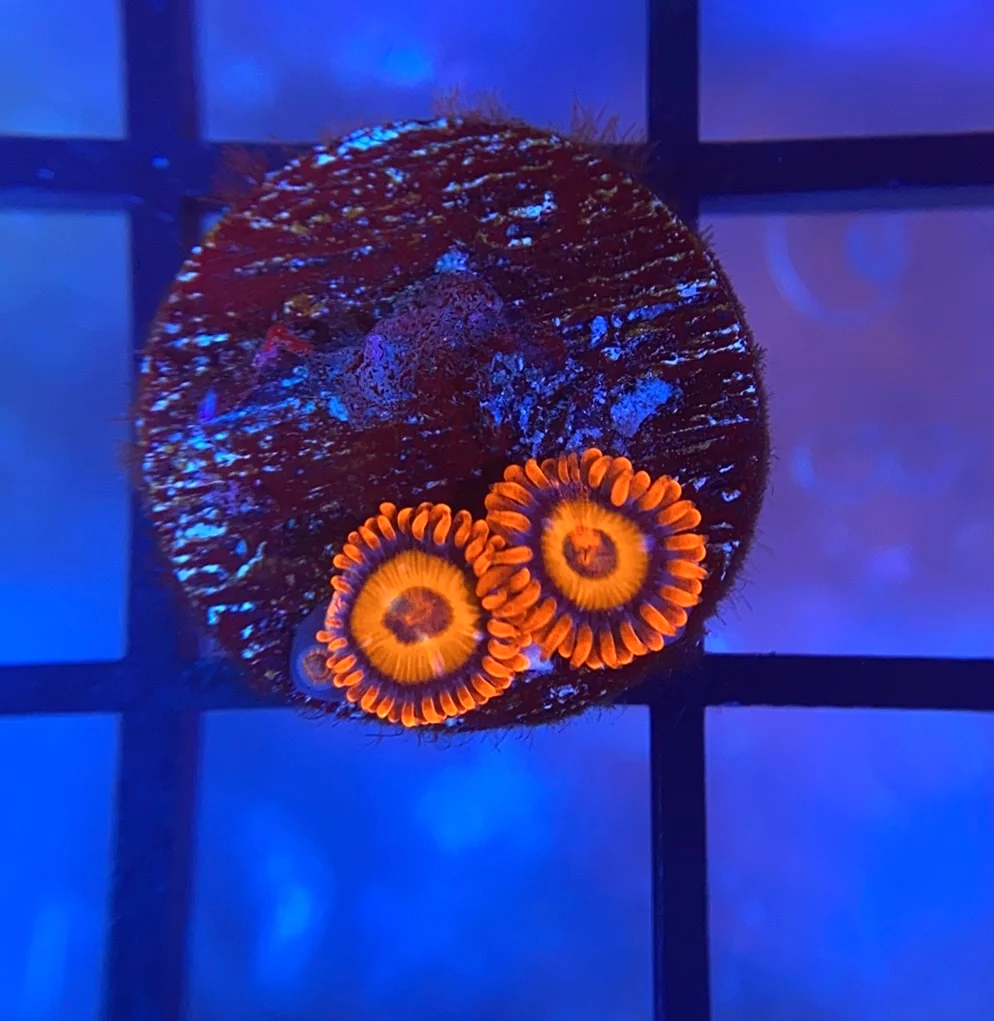 1752531966206.png