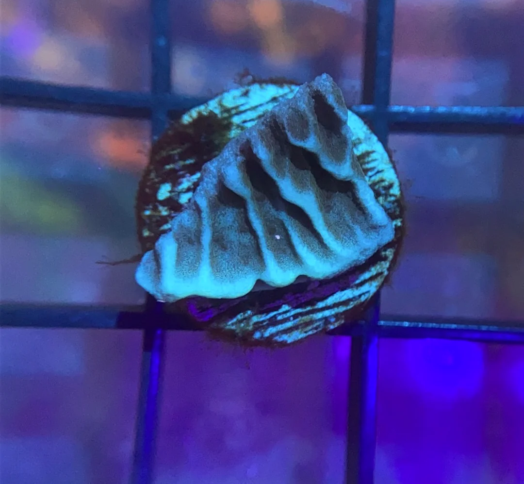 1753568730400.png
