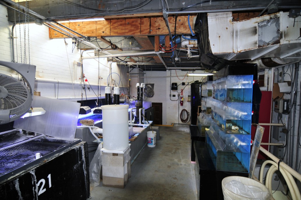If you were building an aquarium store display rack for marine fish ...
