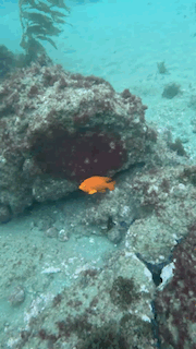 1753891448398.gif