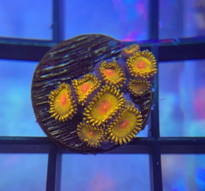 1754006604898.png