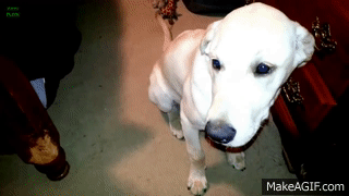 1754876839197.gif