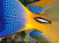 Eyestripe Surgeonfish Photos & Images
