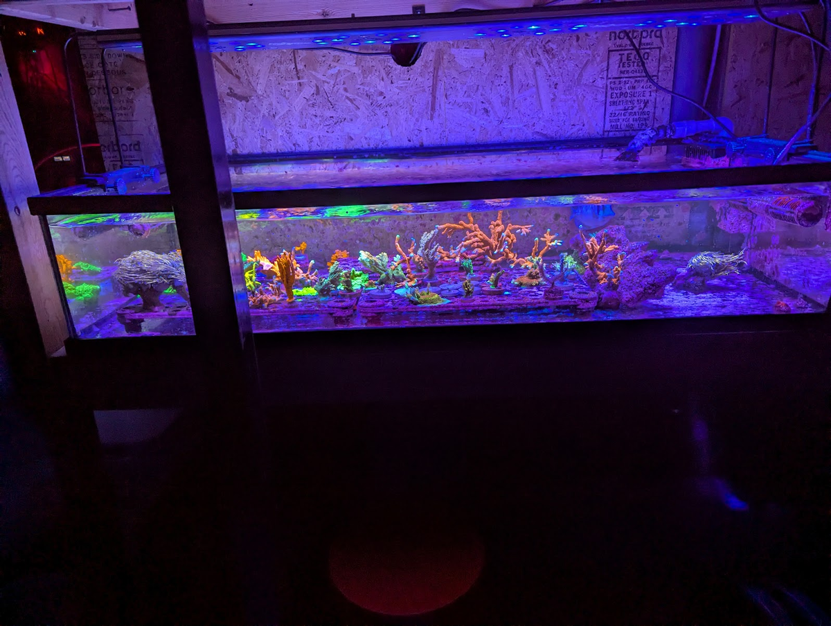THEN AND NOW! Post a build pic with start date for your REEF and a ...