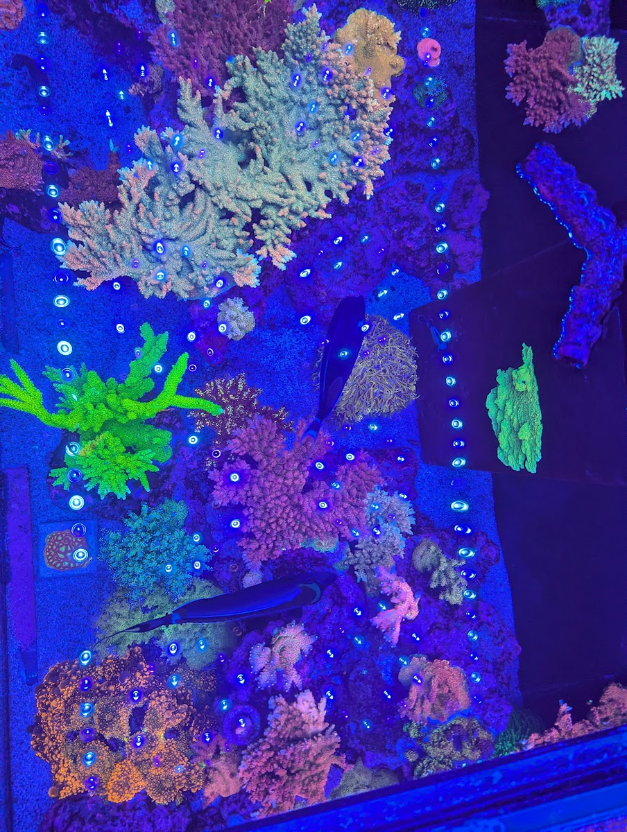 THEN AND NOW! Post a build pic with start date for your REEF and a ...