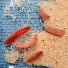 Burning rings of fireworms – Susan Scott