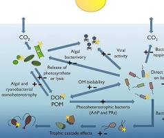 Microbial loop - Microbiologia Italia