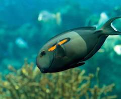 Orange Shoulder Tang Fish Breed Profile