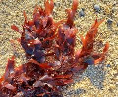 Dulse - the delicious Viking beer snack | Our Seaweed