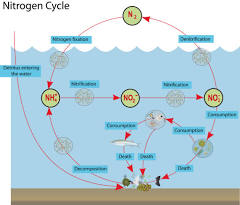 The marine nitrogen cycle | Words in mOcean