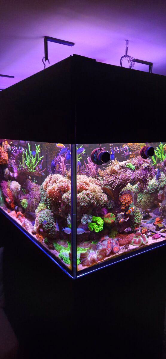 REEF OF THE MONTH MAY 2026 -Norweigian Mixed Reef! | Reef2Reef