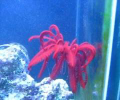 Feather Stars for the Expert Aquarist · Saltwateraquarist.com