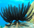 Feather Star Fish in Koh Tao | Black Turtle Dive