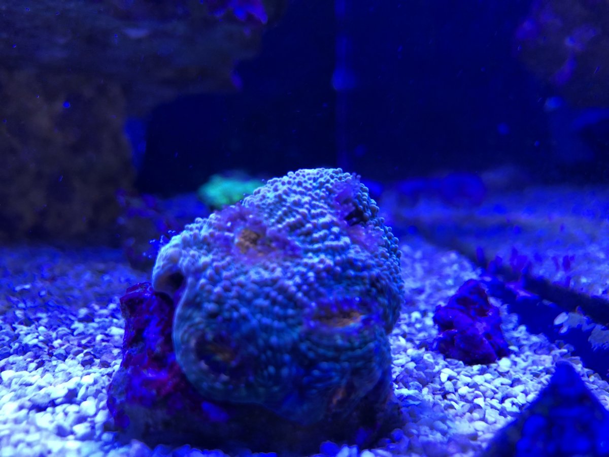 17AEB012-D7B4-4C05-A7D3-CBB75B484ABD.jpeg