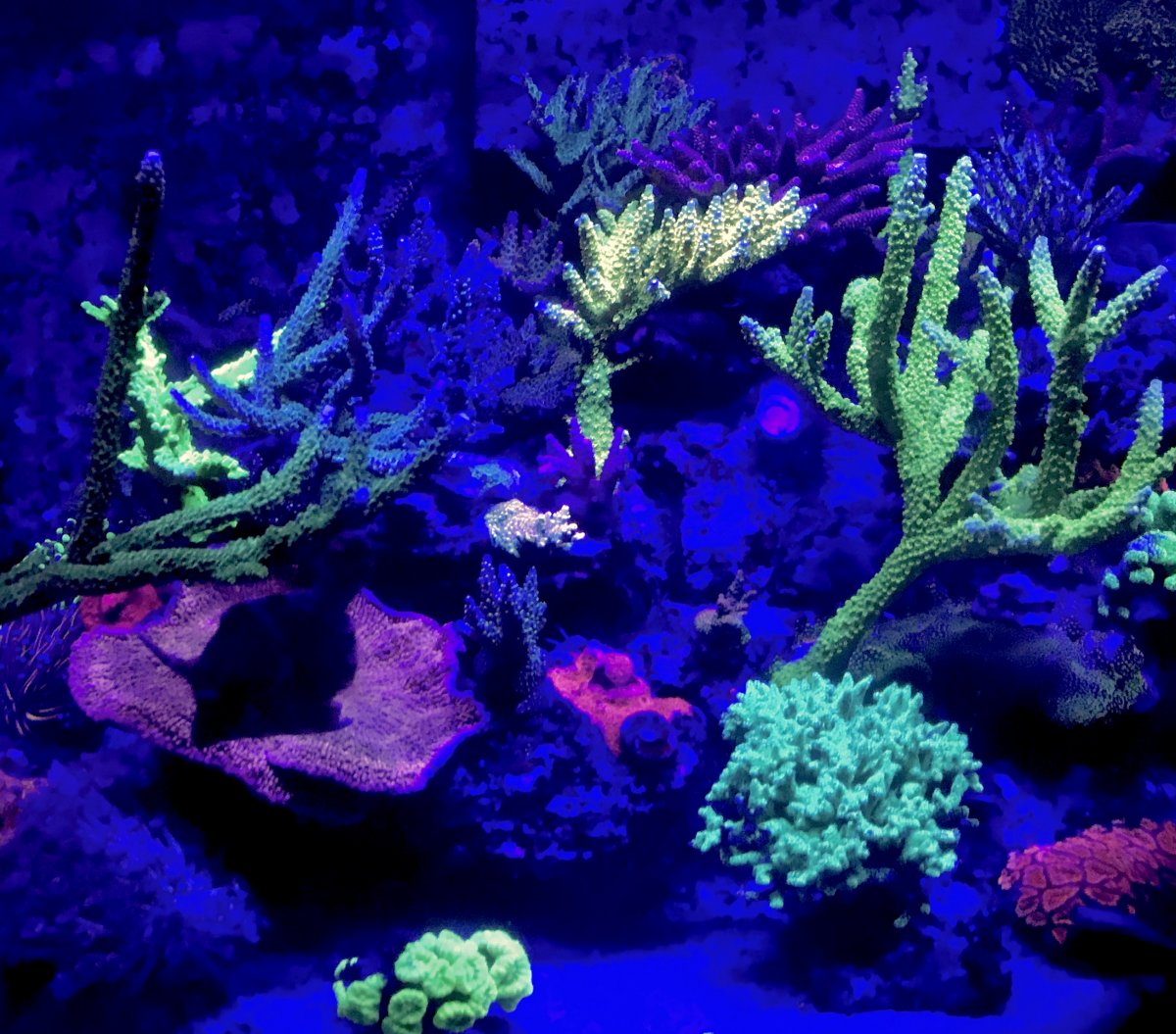 Just a few tips and tricks for those new to SPS and reefing.... | Page ...