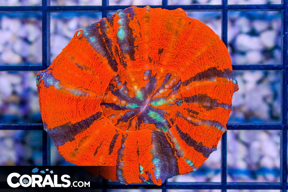 sb coral