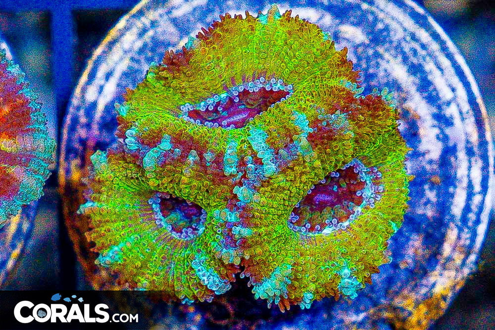 **CRAZY Rainbow Lord Frags! All New Frags & Frag Packs Update!** New ...