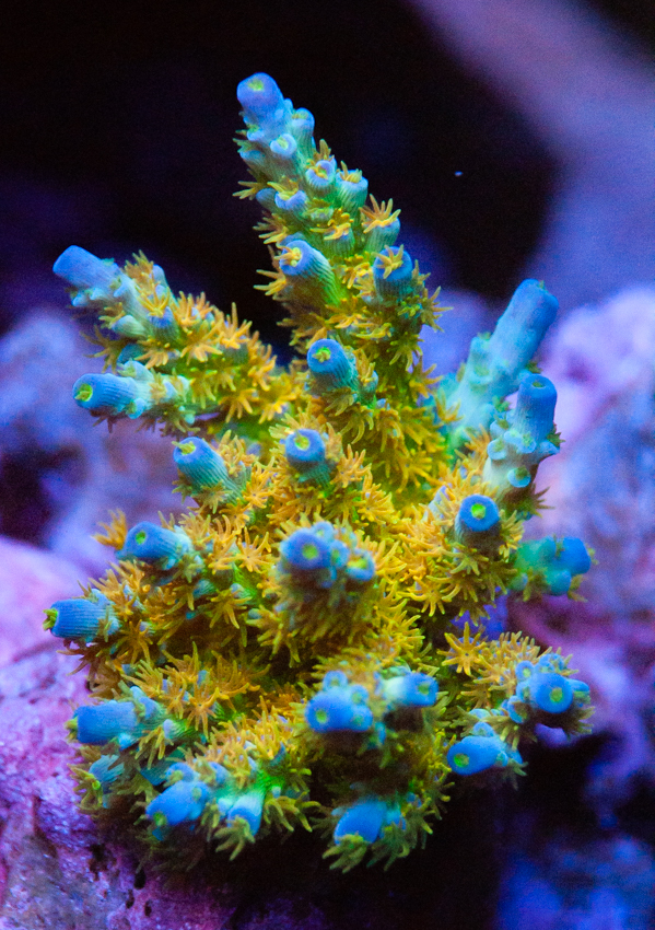Show off those orange passion colonies! | REEF2REEF Saltwater and Reef ...