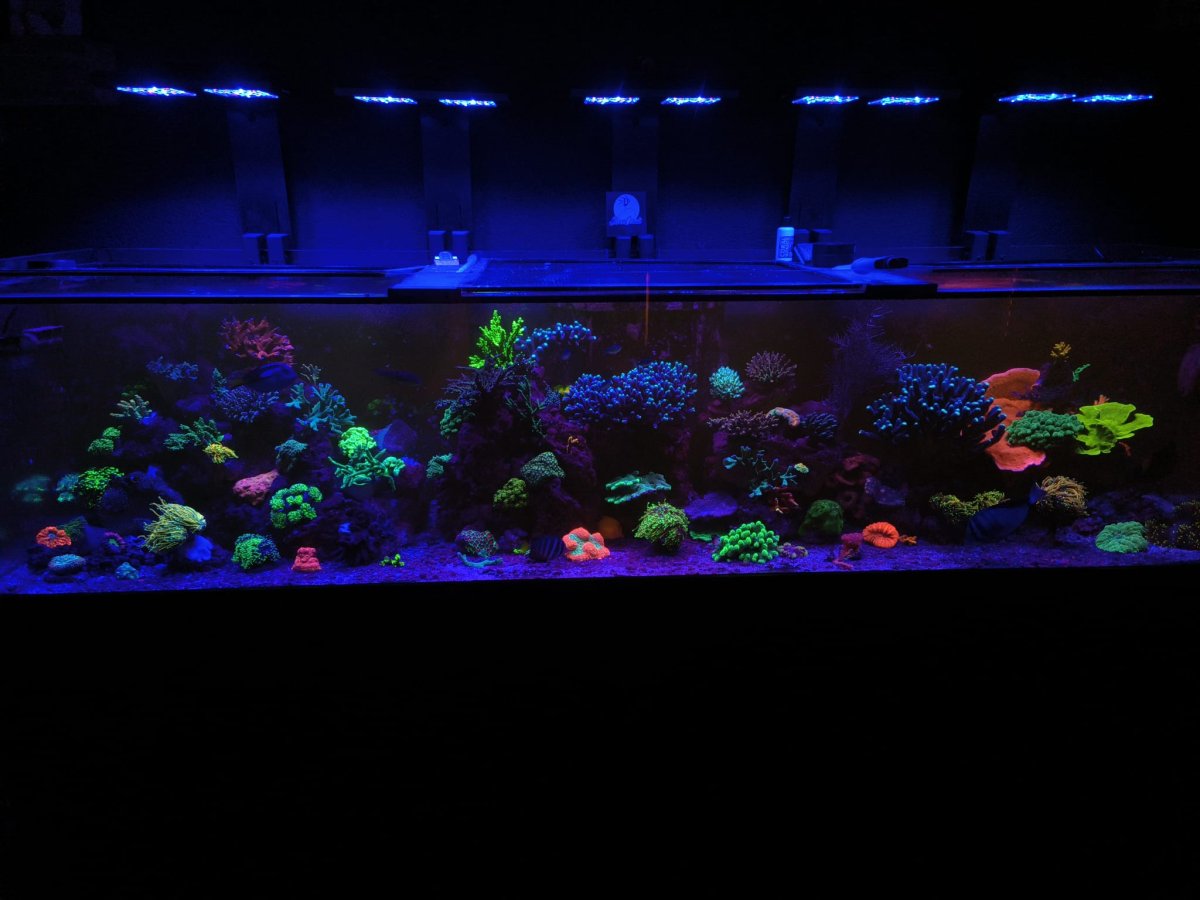 Reef Factory Flare led’s | Reef2Reef