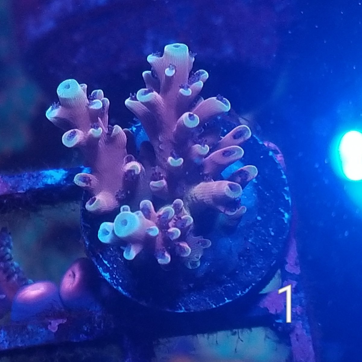 Texas - RRC Pink Cadillac - Reef Raft Canda - SPS Frags | Reef2Reef