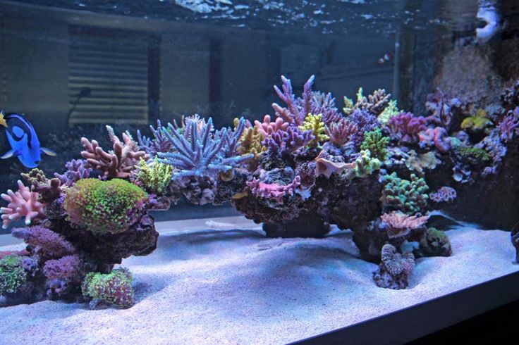 1a158aadbdd27f24412360b64bf5fd13--reef-aquarium-aquascaping.jpg