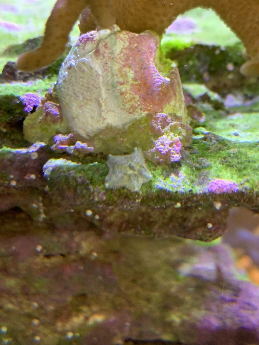 Asterina starfish? | Reef2Reef