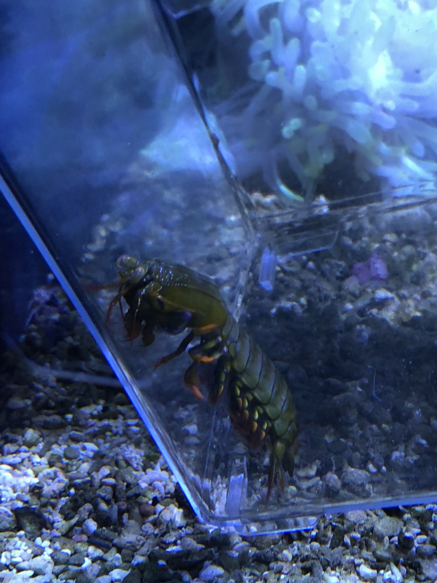 Different mantis id please :) | REEF2REEF Saltwater and Reef Aquarium Forum