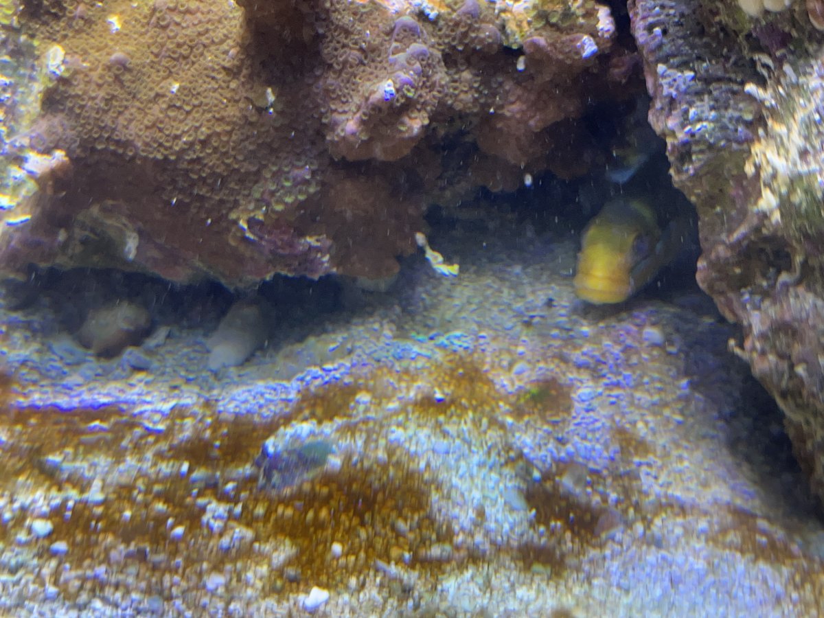 EMERGENCY - Help with sick fish | Reef2Reef
