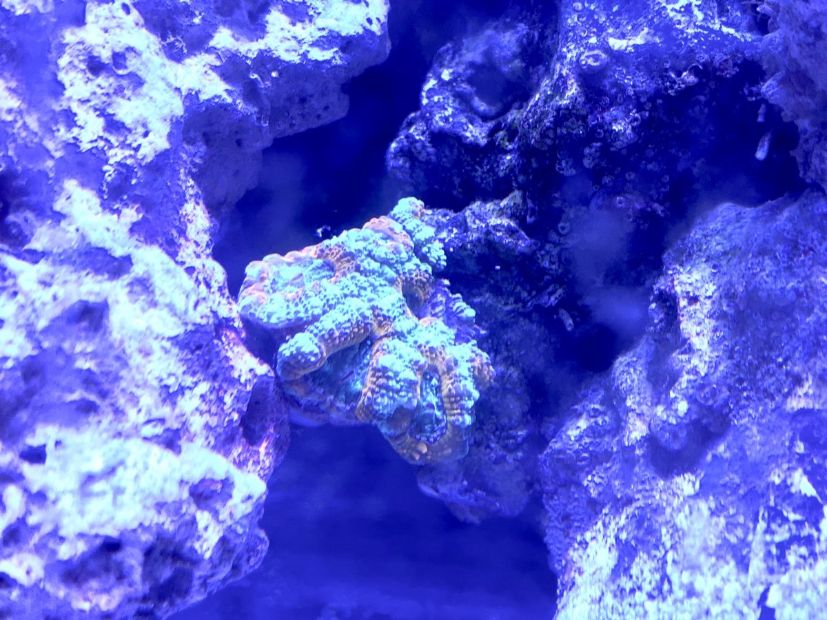 1C08867F-B7FA-4FC2-9E44-ADDB394F29CD.jpeg