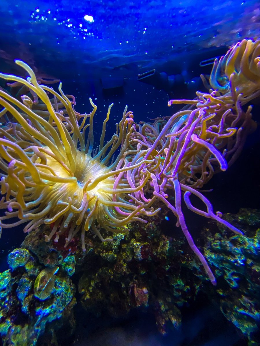 1CA052D7-A594-43BA-9F7E-15A347E1E27C.jpeg