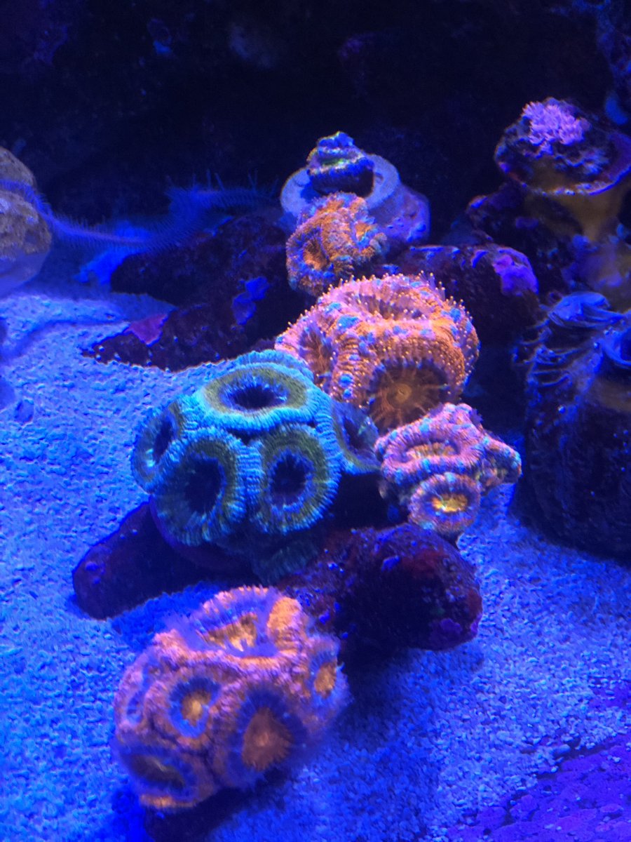 Show Off Your Acan Garden! | Page 4 | REEF2REEF Saltwater and Reef ...