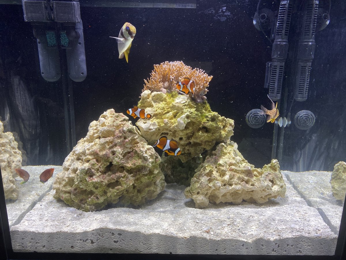 EMERGENCY - Tank crashed - how do deal with the damaged and dead ...