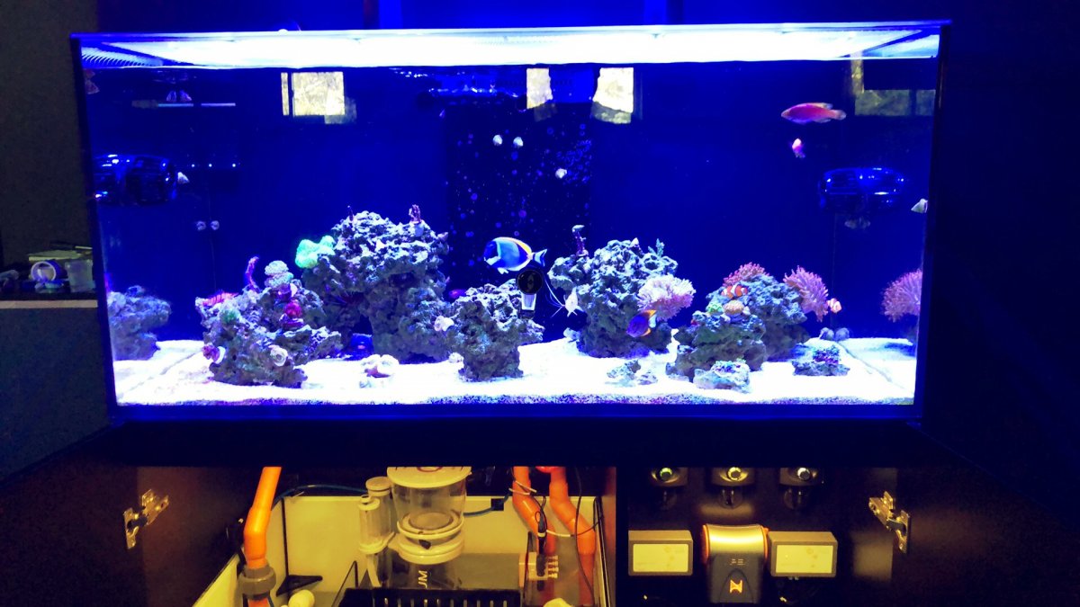 Build Thread - Just add water Red Sea 425 XL / WrasseTasic | Reef2Reef