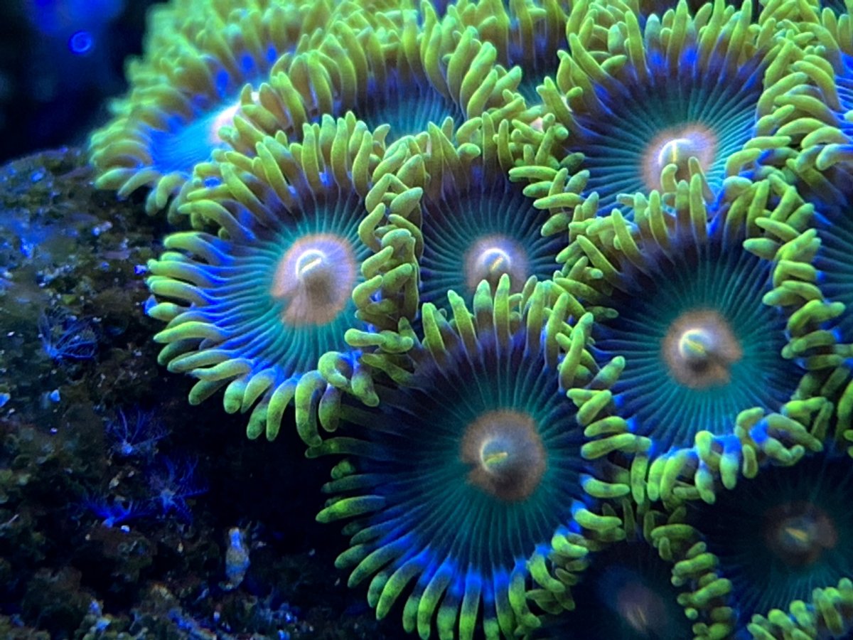 1E4491C4-3AED-43EE-A566-E071BE694204.jpeg