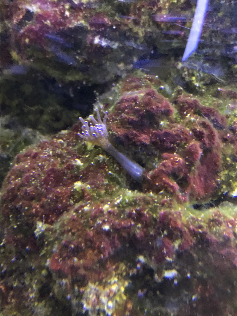 purple finger coral looking thing? Or purple aptasia | REEF2REEF ...