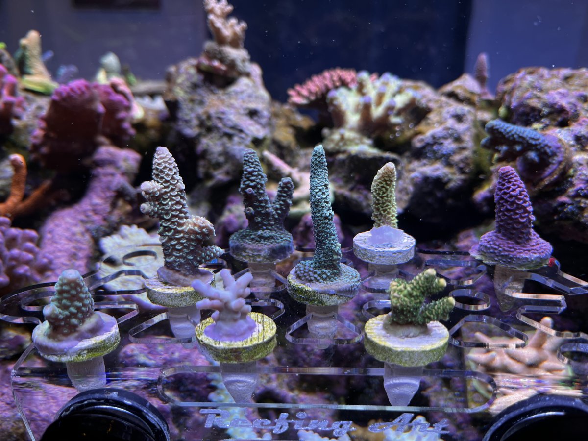 Tabular Acropora: A Coral Hero That Could Save Reef Beds - ReefCause