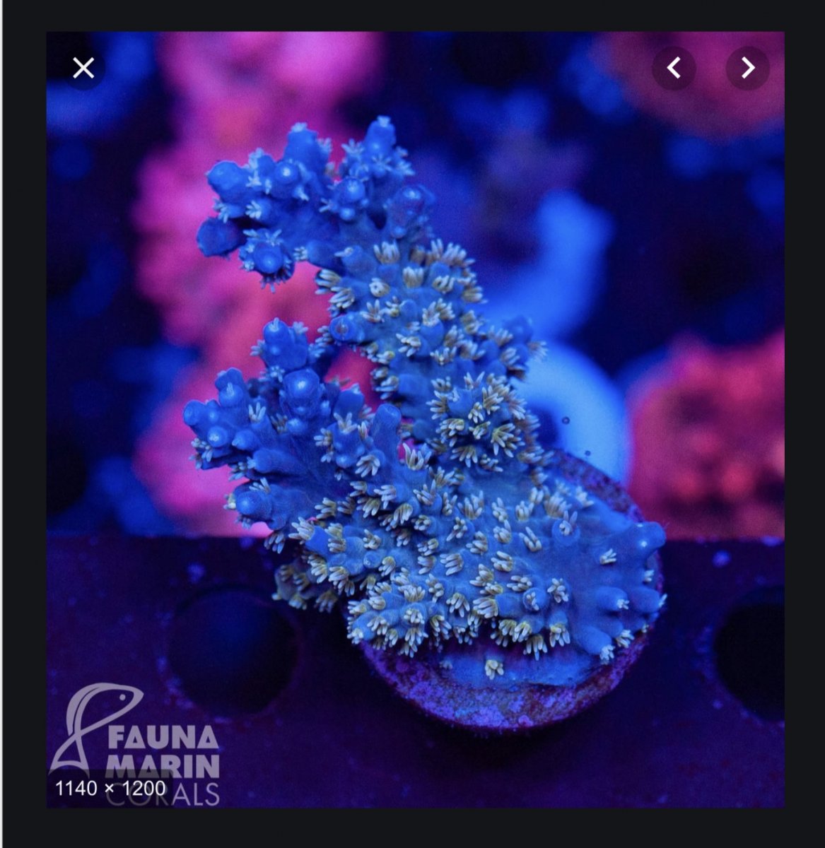 1F78B64B-4497-453C-9E7F-C2D9FBA03131.jpeg