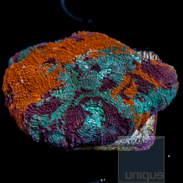 1half-indo-acan-echinata-multicolor-echinata-frag-68.jpg