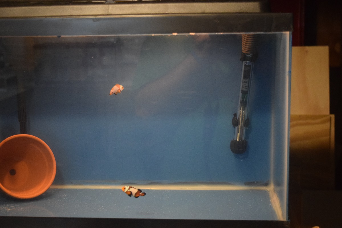 2 bought some fish!!.jpg