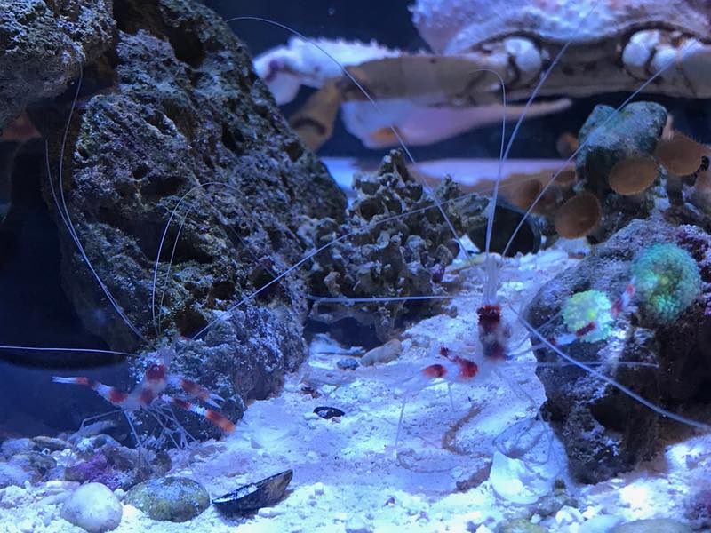 2 Coral Banded Shrimp.jpg