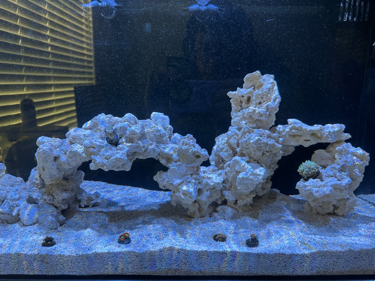 2-First Coral.jpeg