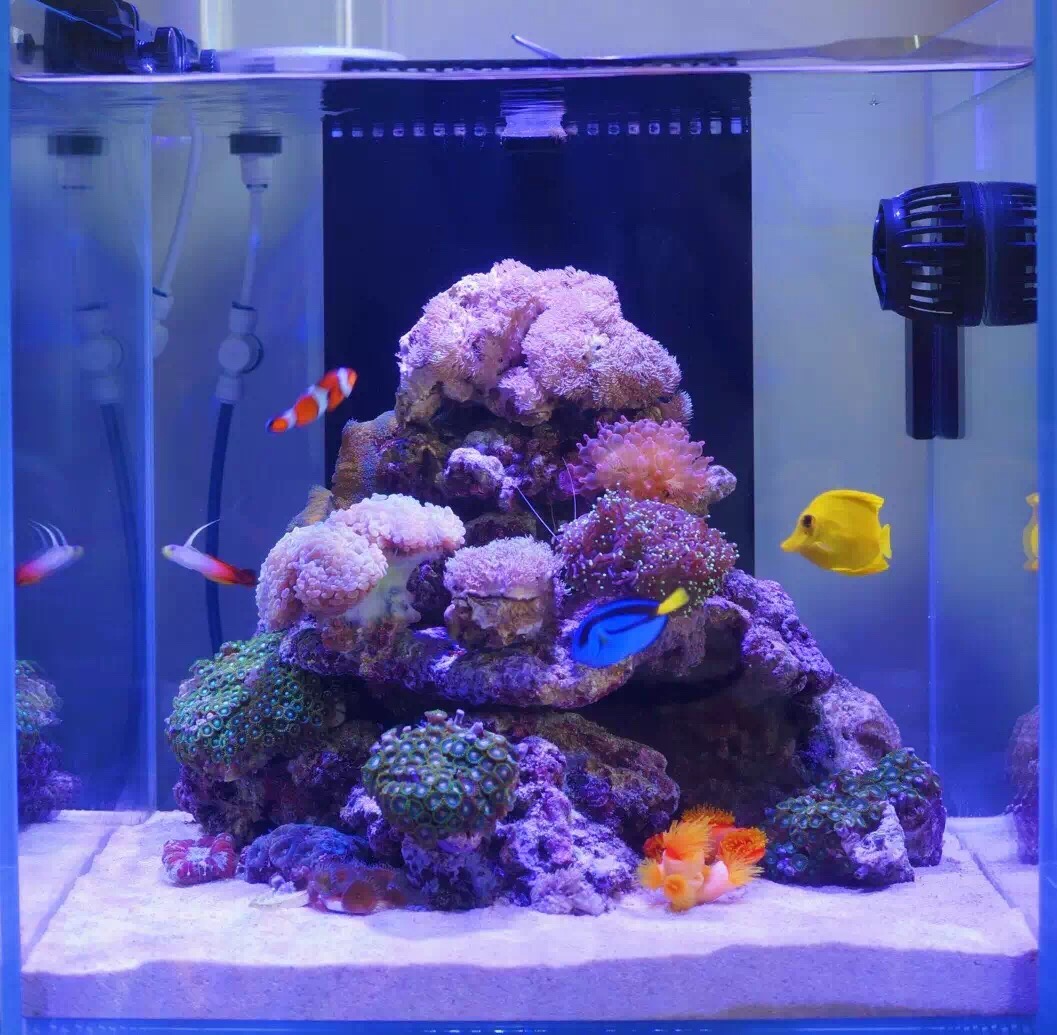 R2r Reef Spotlight Pongpit S Amazing Sps Nano Reef Reef2reef