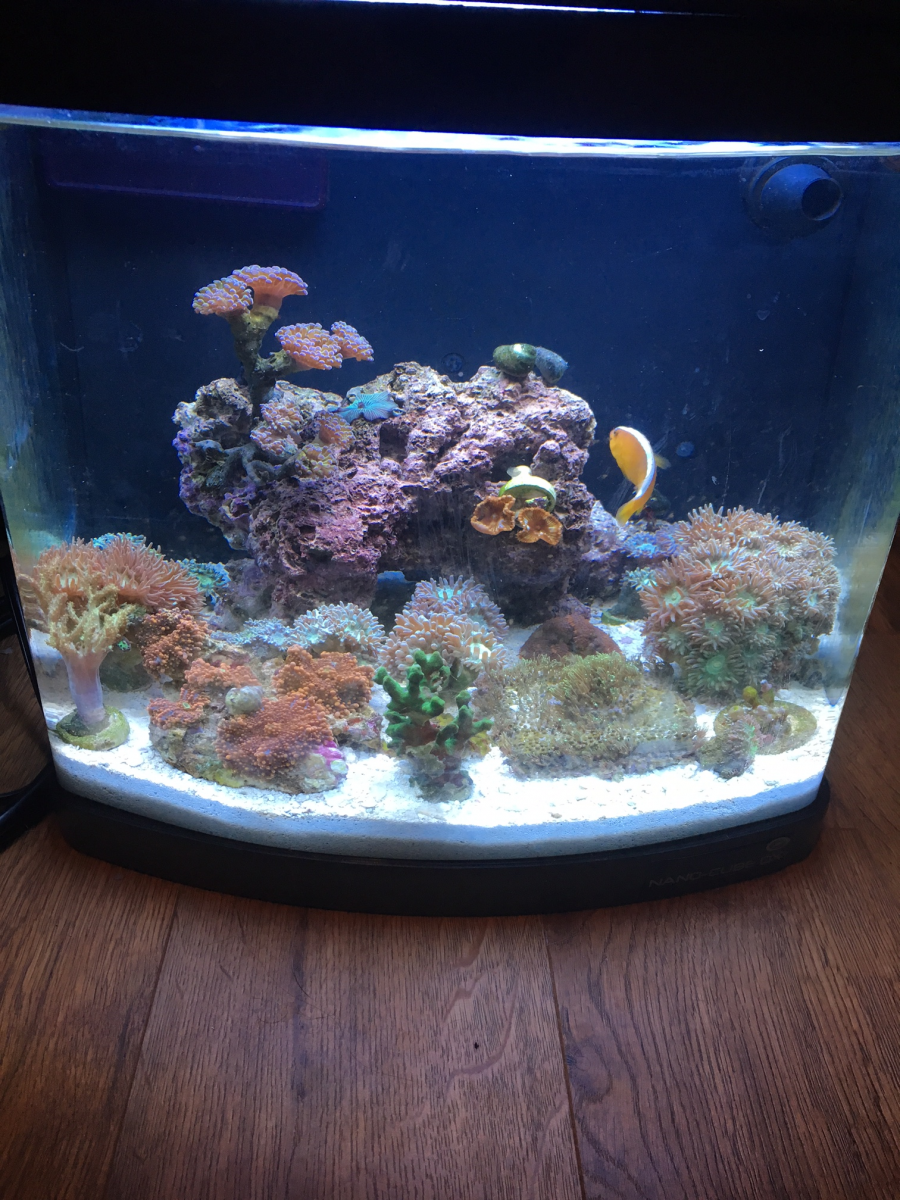 Nano Build Jbj 12 Gallon Nano Cube Reef2reef Saltwater And Reef Aquarium Forum