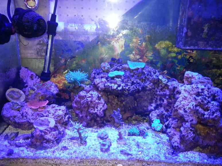 20 Gallon Coral Tank A.jpg