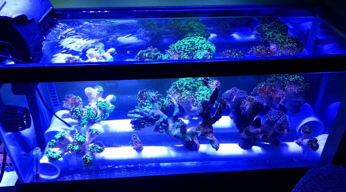 20 Long Filled with Coral.jpg