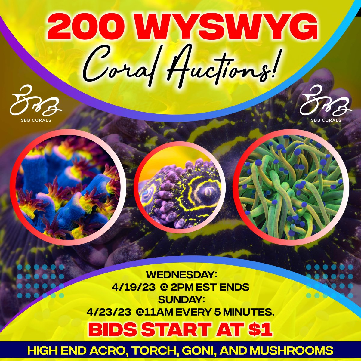200 WYSWYG Coral Auctions (2).jpg